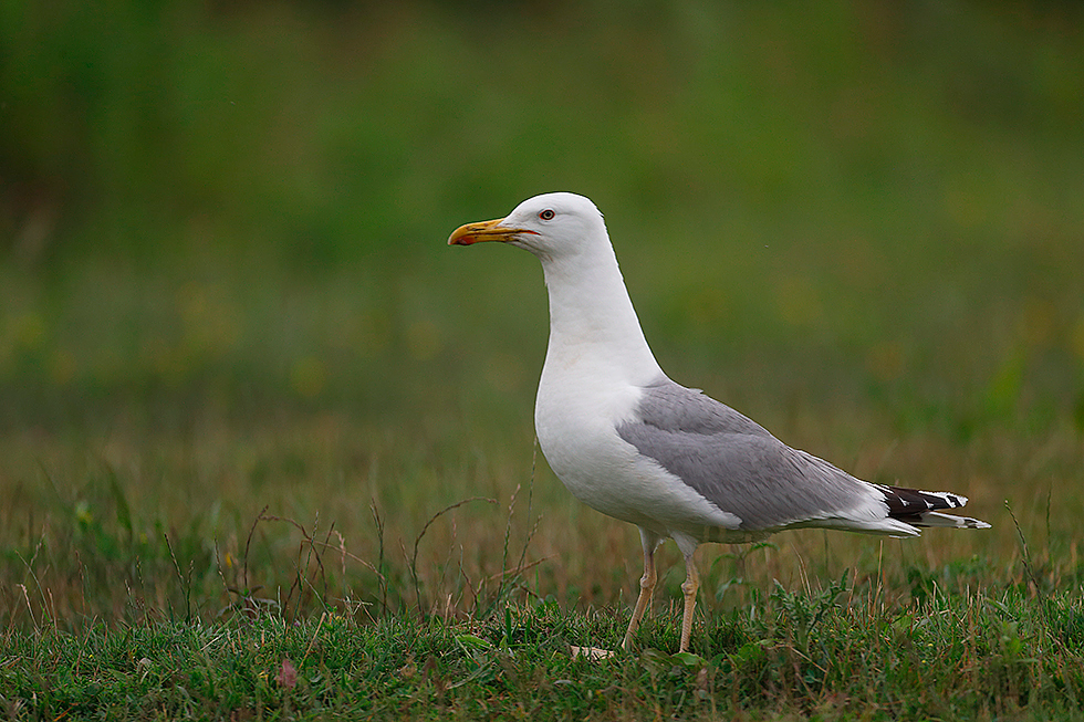 Parecida a la gaviota patiamarilla